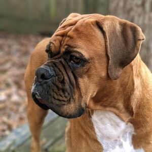 Meet your Posher, Mona